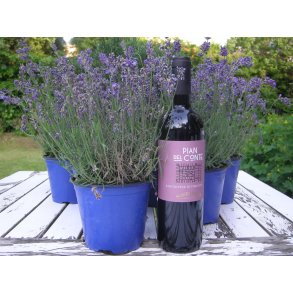 2020  Pian del Conte Sangiovese Montescudaio DOC , Fattoria di Sorbaiano GOT25