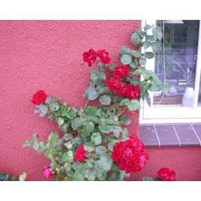 Gavekort til 350,- kr.