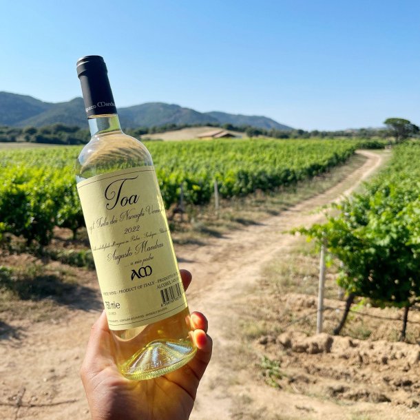 2024 TOA Vermentino Isola dei Nuraghi Bianco, Cantina Augusto Mandras, Padru SC26
